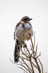 California scrub Jay