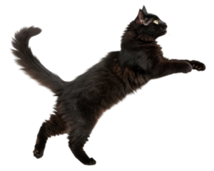 Playful siberian cat leaps gracefully, showcasing its sleek black fur and lively spirit in dynamic pose