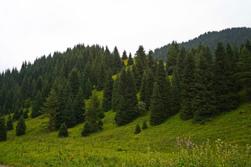 National Nature Park. Mountainous area with different vegetation.  Cloudy, raining.