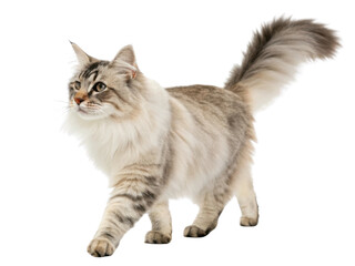 Obraz premium Siberian cat walks gracefully with fluffy tail showcasing its beautiful fur and playful demeanor