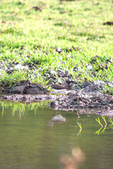A Common Sandpiper (Actitis hypoleucos) rests next to a waterhole. Common Sandpiper taking a break on its autumn migration. Ornithology. Bird, animal. Wild life. 