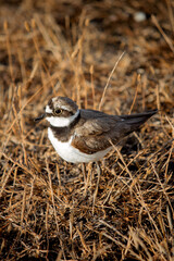 Little Ringed Plover resting or camouflaged among dry grasses during autumn migration. Little Ringed Plover (Charadrius dubius). Bird, animal idea concep. Ornithology.	
