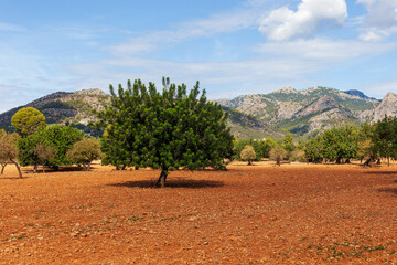 Mallorcinische Landschaft - Tramuntana
