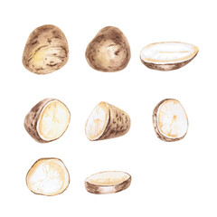 Set of halves, parts and whole potatoes. Isolated watercolor illustration on the theme of vegetables for the design of packaging of seed materials, restaurant menus, culinary recipes, labels.
