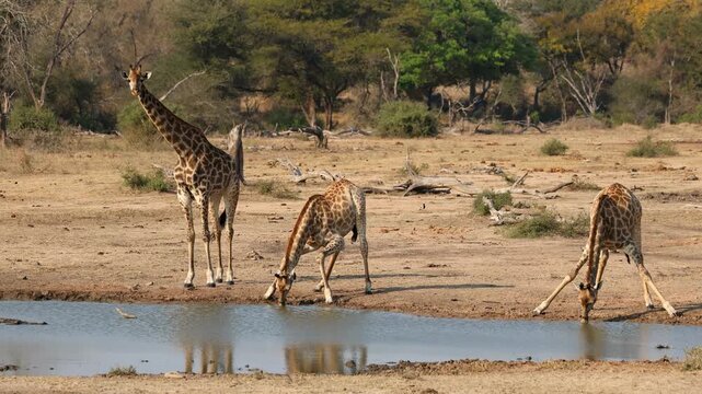 Alert giraffes (Giraffa camelopardalis) drinking at a waterhole, Kruger National Park, South Africa