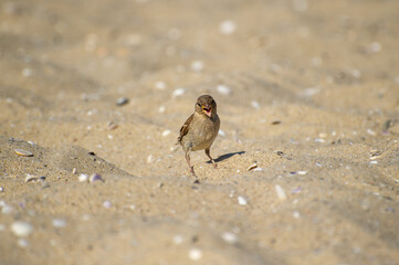  A small brown sparrow stands quietly on a shell-speckled sandy beach, blending into its coastal surroundings.