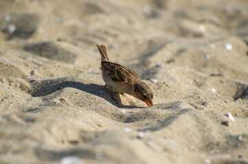 A small brown sparrow pecks curiously at sunlit sand scattered with tiny shells and pebbles.