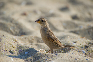 A small brown sparrow stands alert on a sunlit sandy beach scattered with tiny pebbles and shells.