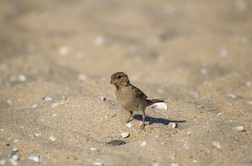  A small brown sparrow stands quietly on a shell-speckled sandy beach, blending into its coastal surroundings.