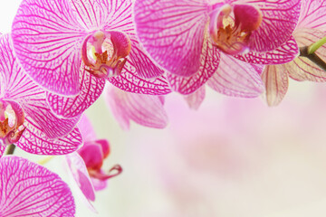 Purple beautiful orchid flower or phalaenopsis on white background