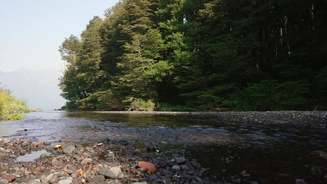 Origin of Malleo River at Lake Tromen captured in a tranquil static view with clear flowing water surrounded by lush forest in Lan&iacute;n National Park, Patagonia, Argentina.
