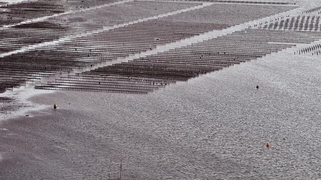 Whitstable Oyster Farm at low tide, tranquil and mesmerizing view