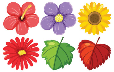 Colorful Vector Flowers and Leaves Collection on White Background