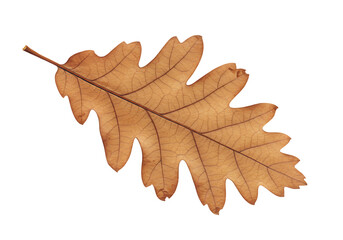 Fototapeta premium Watercolor-style oak leaf with natural imperfections, isolated background, high-resolution artistic botanical design.