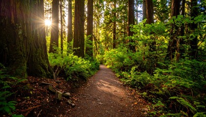 Obraz premium Scenic woodland trail bathed in sunlight with lush fern growth scenery