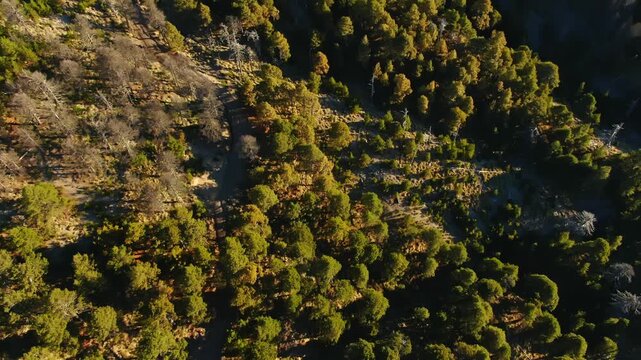 Colima Forests Antenas Images – Browse 22,764 Stock Photos, Vectors, and Video | Adobe ...