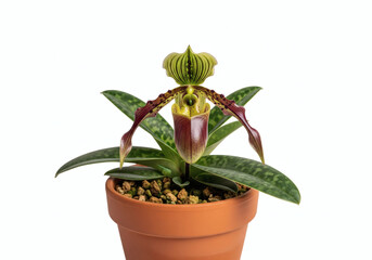 Fototapeta premium Potted Lady's Slipper Orchid with Striped Green and Burgundy Blooms - A Clean Studio Shot on a White Background with Copy Space.