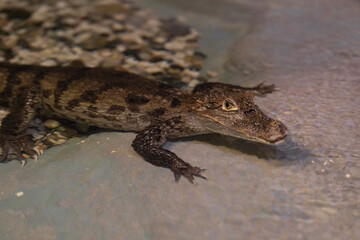 cute baby crocodile in water