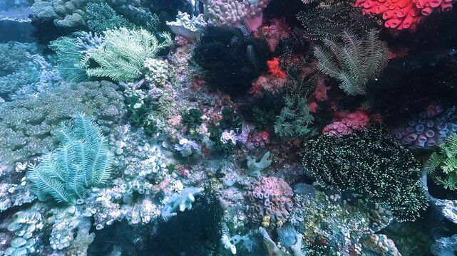 Magnificent coral compositions of various shapes, textures, and colors cover the reef of Apo Island, Philippines. Check my portfolio for more coral reef footage.