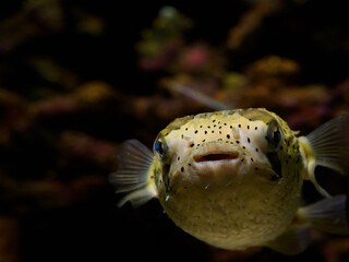 ハコフグの顔を正面からとらえた画像 © IEPPEI