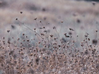 Forest Flowers in Nature