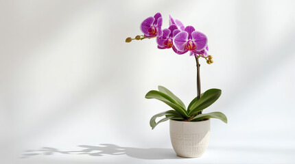 Fototapeta premium Potted Phalaenopsis Orchid with a Long Stem and Vibrant Pink Blooms - A Clean Studio Shot on a White Background with Copy Space.