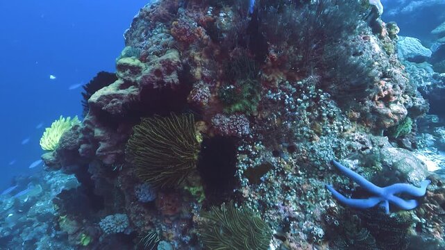 Forward motion over a vibrant coral head with rich colors and species variety on the reef floor of Apo Island, Philippines. Check my portfolio for more coral reef footage.