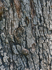 trunk of an old tree