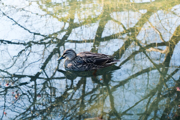 A single female mallard duck floating on a pond reflecting the winter tree branches above in a garden in Chirstchurch, New Zealand