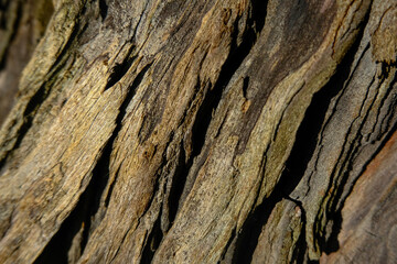 Close up of tree bark showing depth, colour and texture