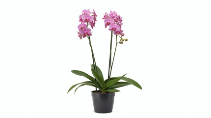 Fototapeta premium Potted Phalaenopsis Orchid with Pink and White Striped Blooms - A Clean Studio Shot on a White Background with Copy Space