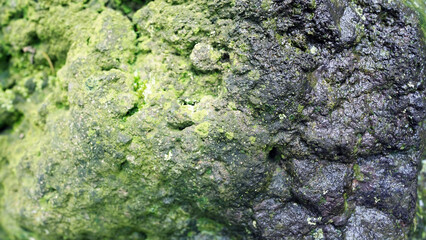 Moss Covered Black Rock Close Up Texture
