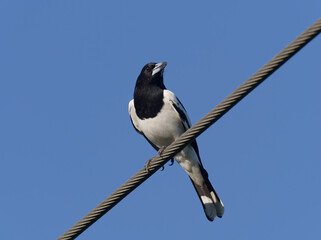 Pied Butcherbird (Cracticus nigrogularis) perched on an overhead power line.