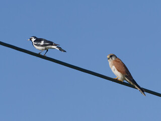 Nankeen Kestrel (Falco cenchroides)and two magpie-Larks (Grallina cyanoleuca) perched on a powerline with a blue sky background