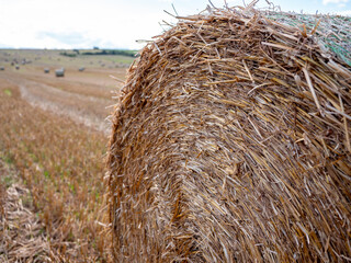 Close-up of a round straw bale in a harvested field, baled after summer cereal cutting, used for animal bedding, feed, mulch, compost, and biofuel.