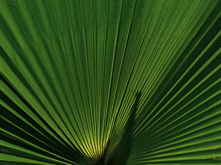 Fototapeta premium green palm foliage in macro