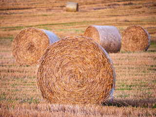 Close-up view of round straw bales on a harvested farmland field with golden stubble after cereal cutting.