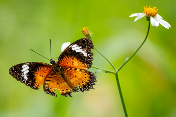 Leopard Lacewing - Cethosia cyane, beautiful orange and red butterfly from East Asian forests, Vietnam.
