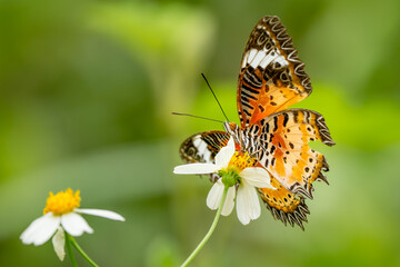 Leopard Lacewing - Cethosia cyane, beautiful orange and red butterfly from East Asian forests, Vietnam.