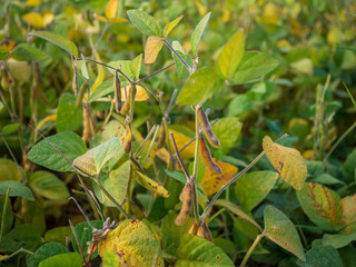 Close-up of green soybean plants with pods growing in an agricultural field during summer.
