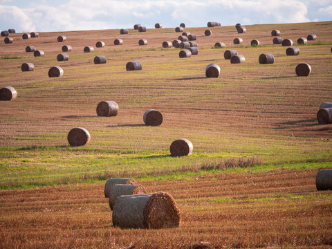 Harvested farmland with many round straw bales scattered across rolling hills under partly cloudy sky.