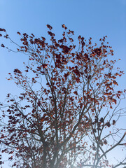 nature scene with autumn foliage