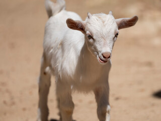 cute baby goat on the farm