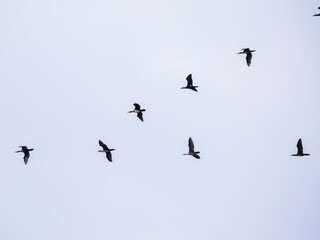 migratory birds flying in the sky