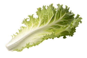 Fresh green lettuce leaf isolated on white background