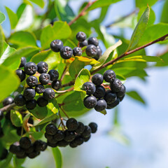 Aroniabeeren in einer Nahaufnahme