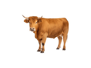 A limousin cattle breed showcasing its strong physique and distinctive features
