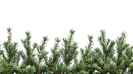 Obraz premium Festive Christmas border with coniferous tree branches, winter celebration theme isolated on transparent background. PNG