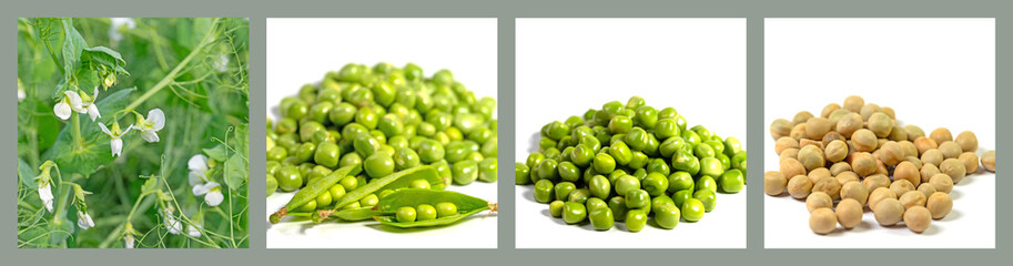 Speiseerbsen, Pisum sativum, in einer Collage