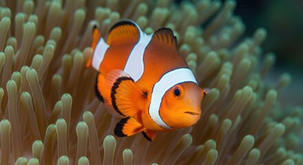 Bright Orange Clownfish Swimming Near Pale Green Anemone Closeup